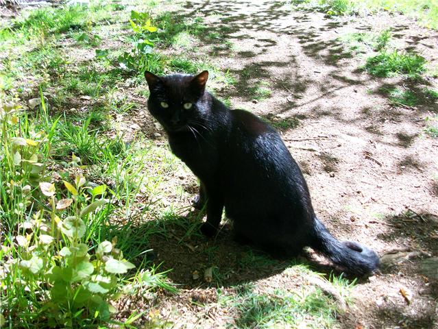 rouxpette chat male de 2 ans noir rp Getatt15