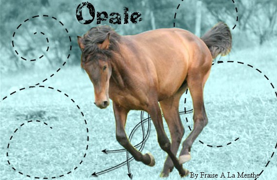 Presentation de Opale [Prise] Opale_10