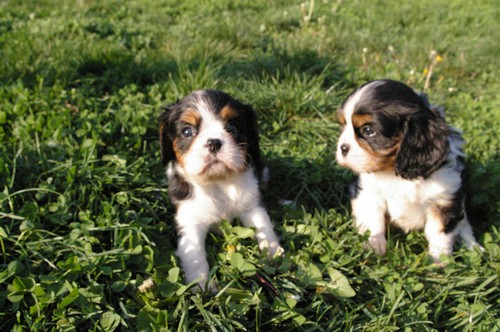 Chiots cavaliers king charles bientôt ! - Page 4 2_tric11