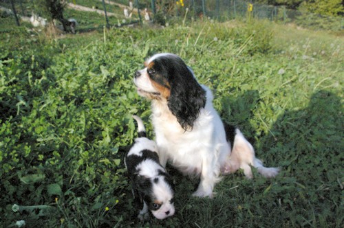 Chiots cavaliers king charles bientôt ! - Page 4 Chance13