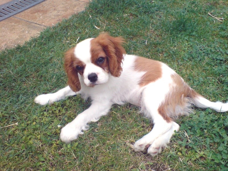 Nos chiots cavaliers king charles - Page 2 Ecooki10