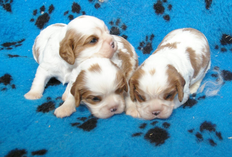 Nos chiots cavaliers king charles Les_3_11