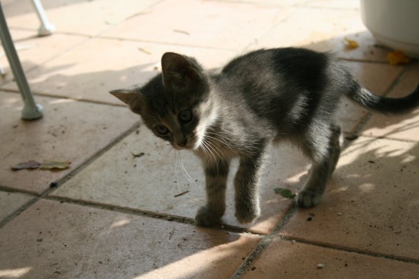 SOS A ADOPTER/SAUVETAGE  MISTIGRI chaton handicapé Mistig17