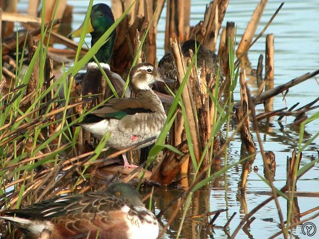 rivière et trésor Canard12