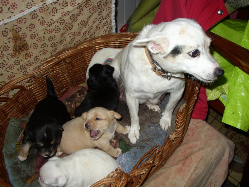 4 petites chiennes croises ratier de 4 semaines cherchent famille (64) ADOPTEES P1010023