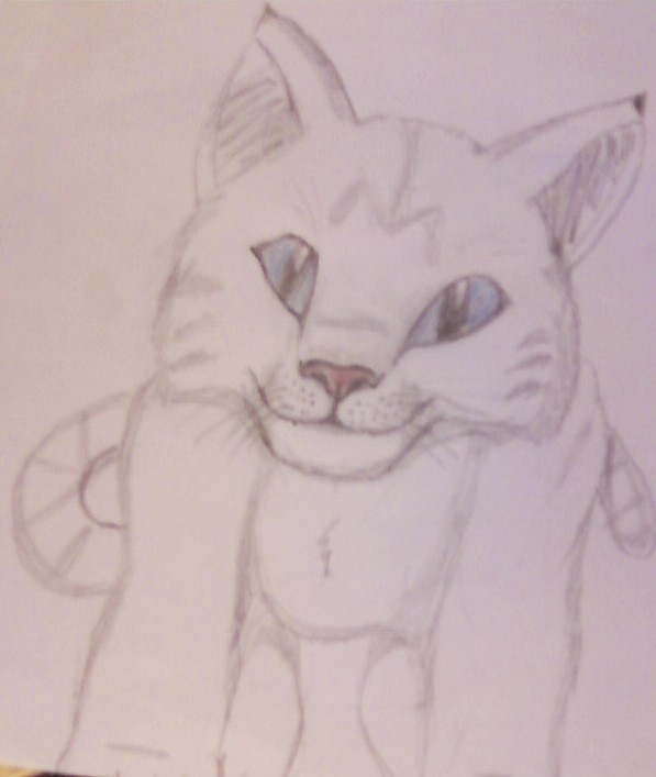 Dessins de Shanga (besoin de l'avis de silk surtout lol) Chat10