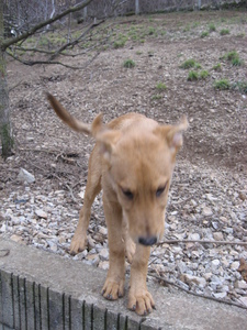 Eden, encore chiot et déjà abandonné Ima_ph10