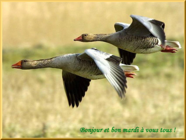 Les bonjours et contacts jounaliers du Mois de Mars 2020 10_03_10