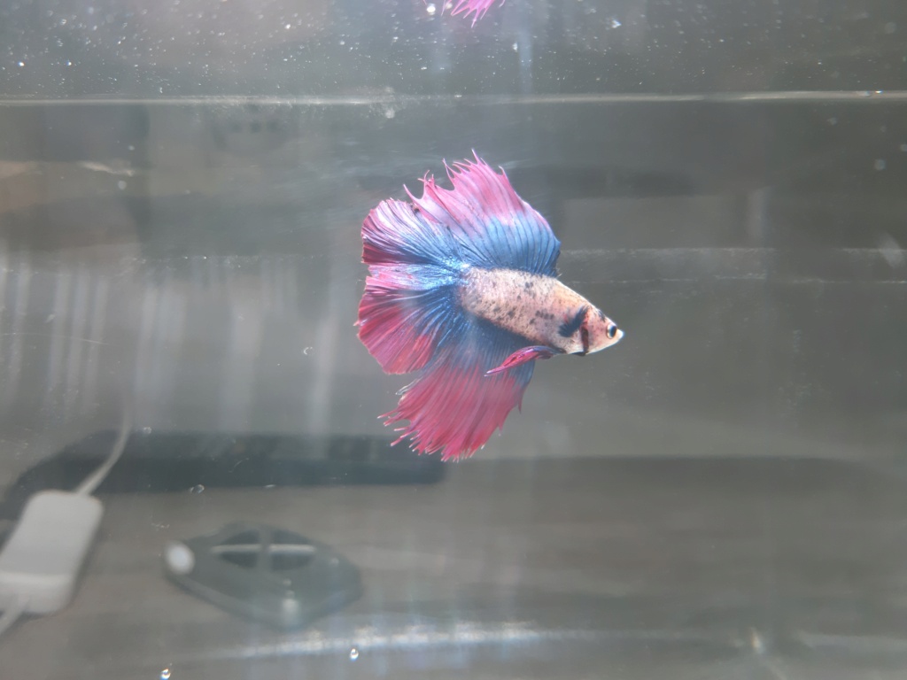 betta - 30l pour mon betta - Page 2 20201151