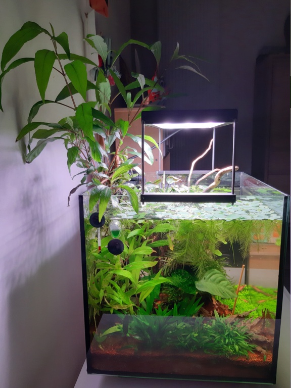 Mon cube a betta 30l - Page 11 20210410