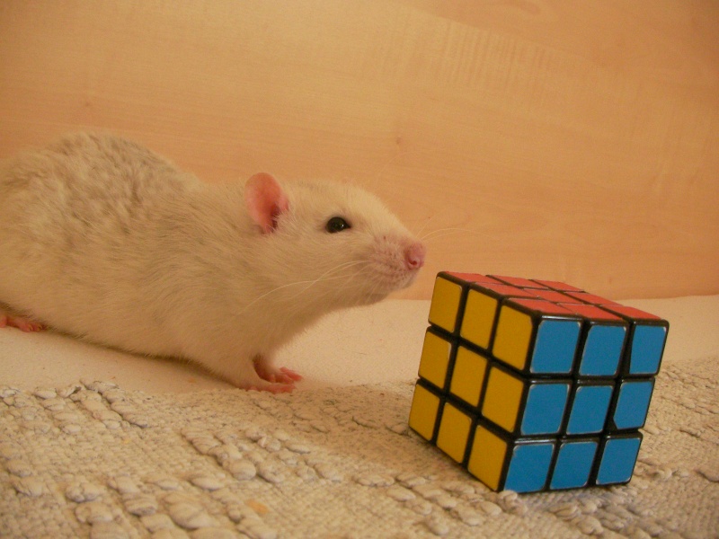 rats et rubik's cube^^ Rats_r10