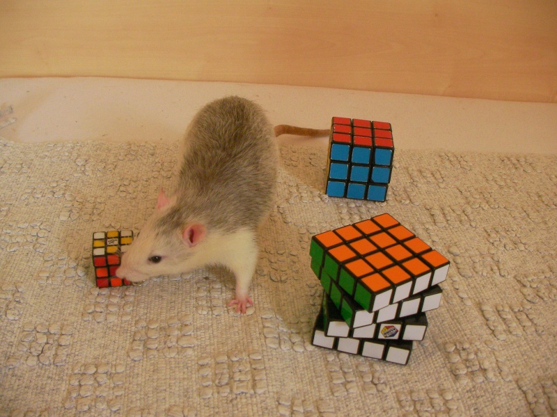 rats et rubik's cube^^ Rats_r11