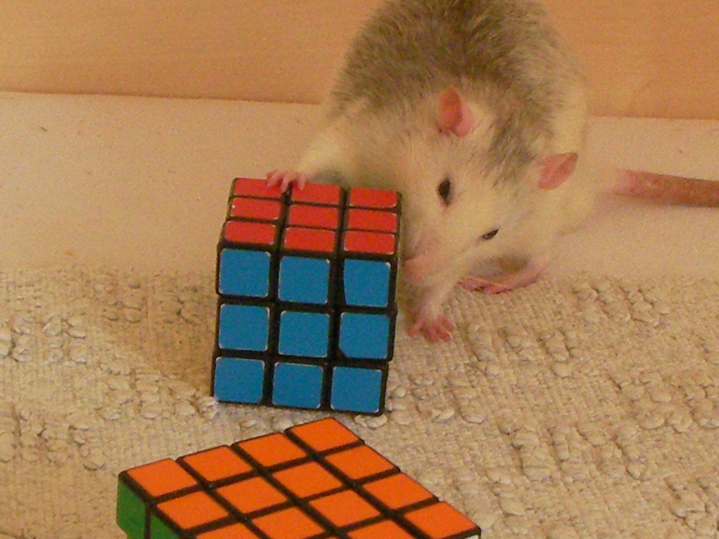 rats et rubik's cube^^ Rats_r12