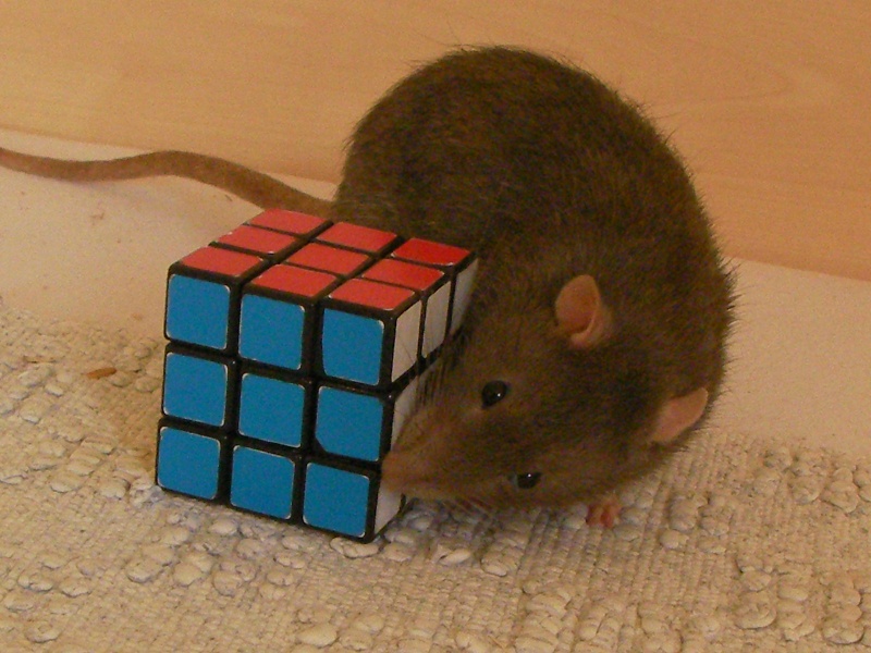 rats et rubik's cube^^ Rats_r15