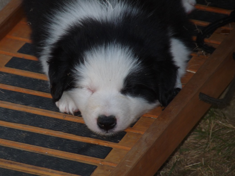 BORDER COLLIE A VENDRE DANS LE 43 !!!! AUVERGNE... - Page 8 P1010510