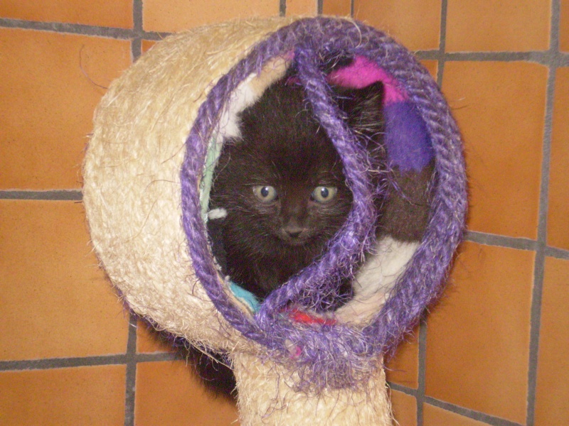 PEARL (chaton noir)* P1300418