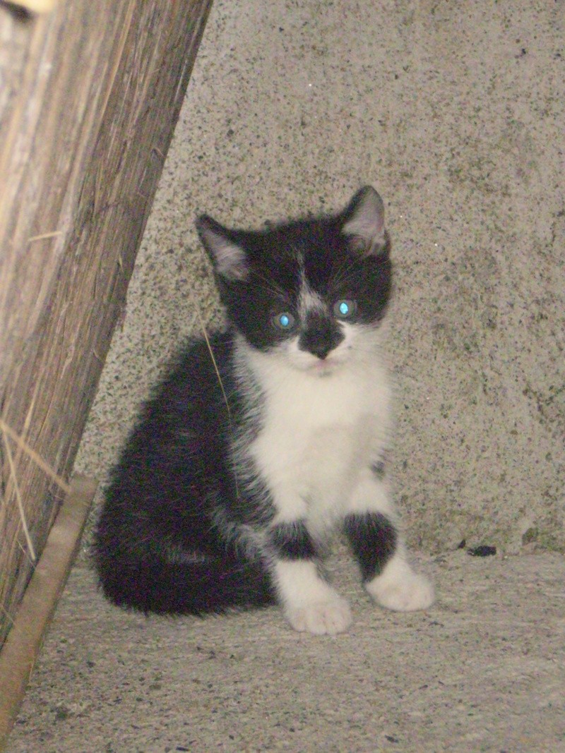 PHILO (chaton noir et blanc) P1300419
