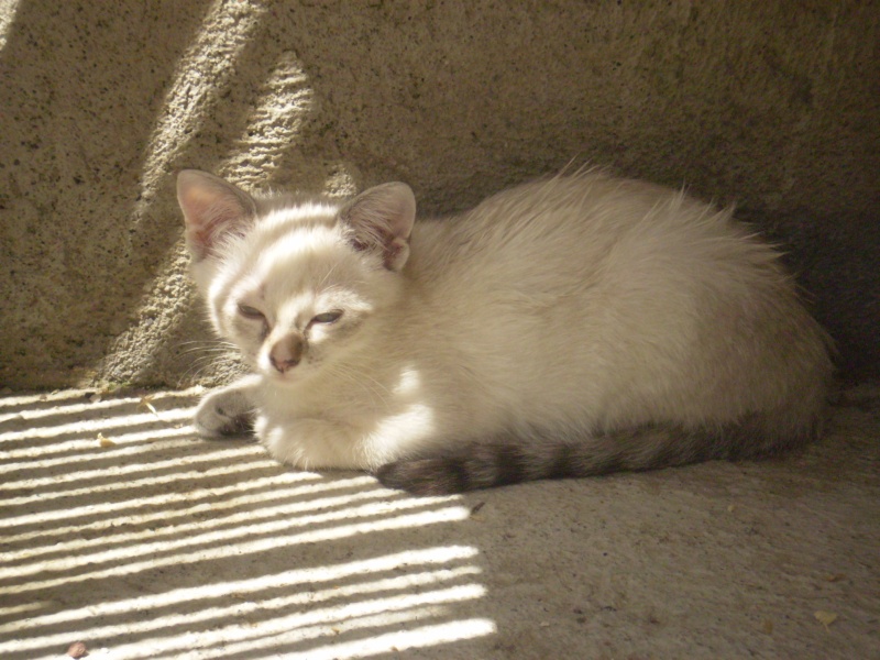 NOUMEA (chaton gris clair/queue grise) P1310115