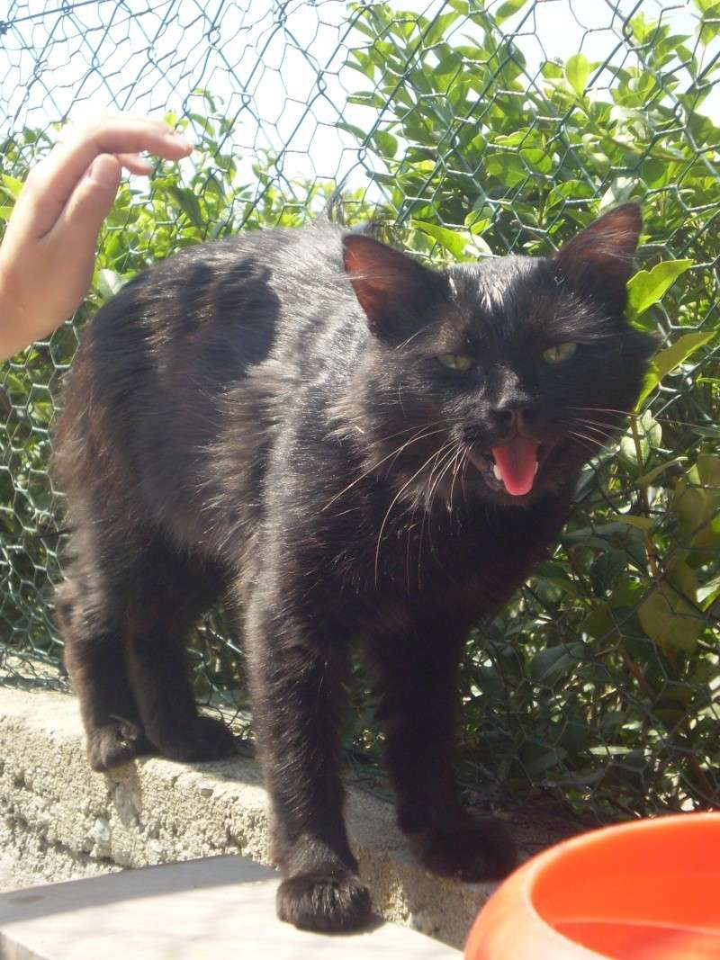 Trouvé à Vodable, chat croisé angora noir, Abysse. P2270214