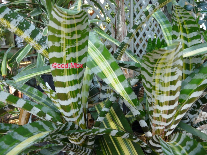 Aechmea blanchetiana,  Aechmea chantini variegata : Nom d'une Broméliacées 1 P1200011