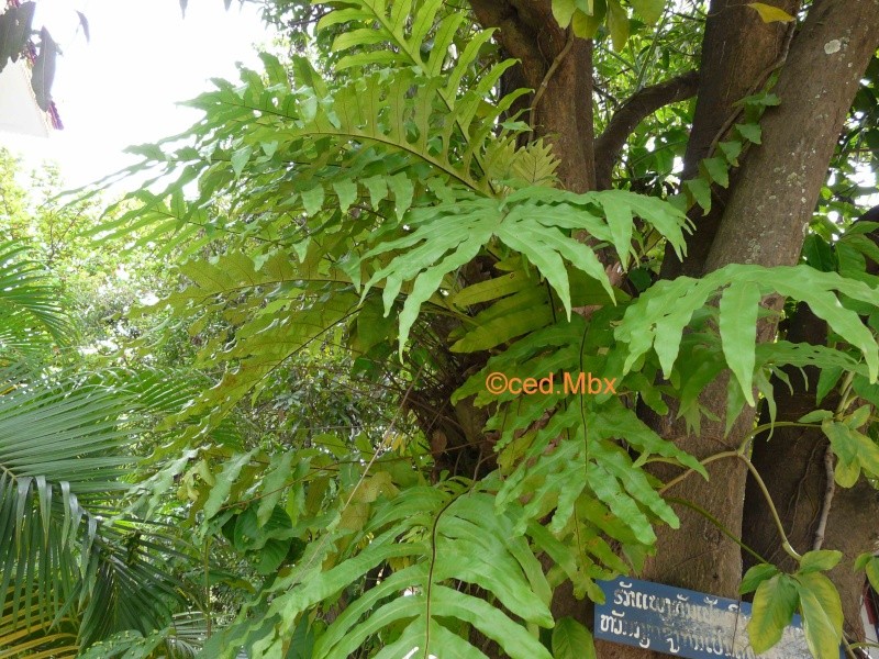 Drynaria quercifolia : Nom d'une fougère 3 P1300810