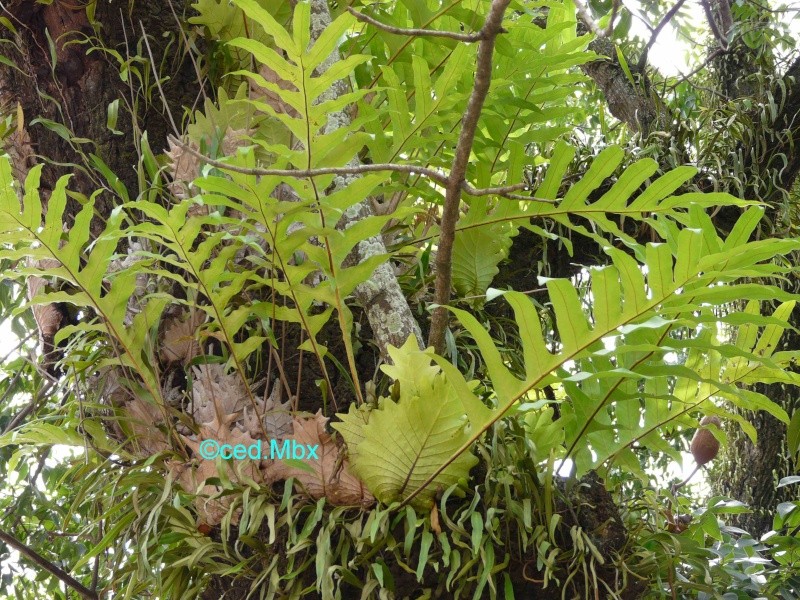Drynaria quercifolia : Nom d'une fougère 3 P1310010