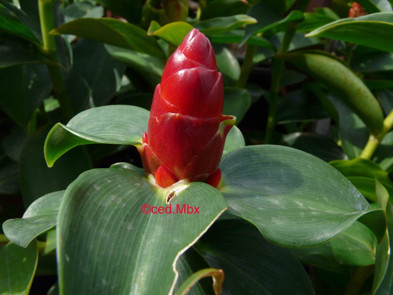 Alocasia gageana , Costus speciosus, Costus sp,curcuma longa : Nom d'une plante! 6 P1330910