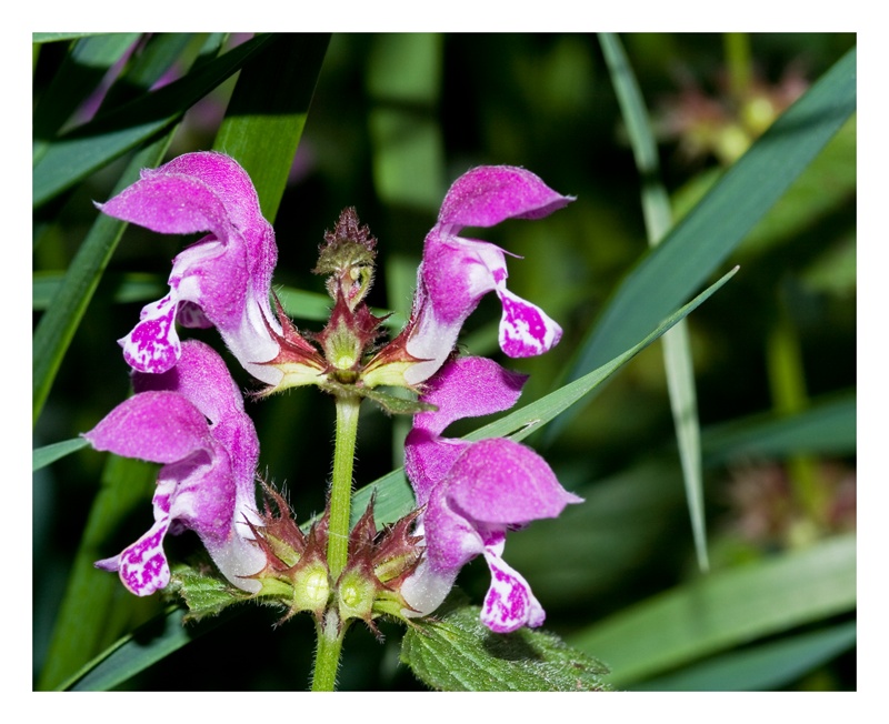 petites fleurs Img_0211