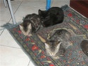 3 magnifiques chatons cherchent famille!! Chaton14