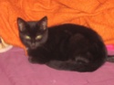 chat noir issu d'un sauvetage Chaton24