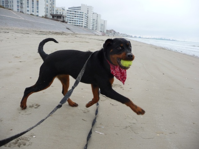 Ebony rott x beauceron femelle 7 mois Ebonyp14