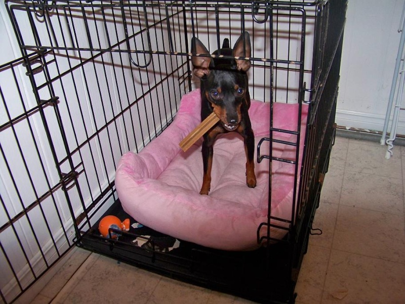 plein photo de mes petits  pinscher - Page 6 Baba_020