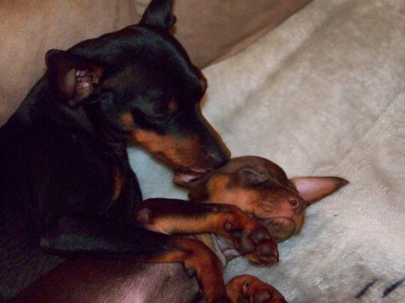 plein photo de mes petits  pinscher - Page 6 Bebe_017