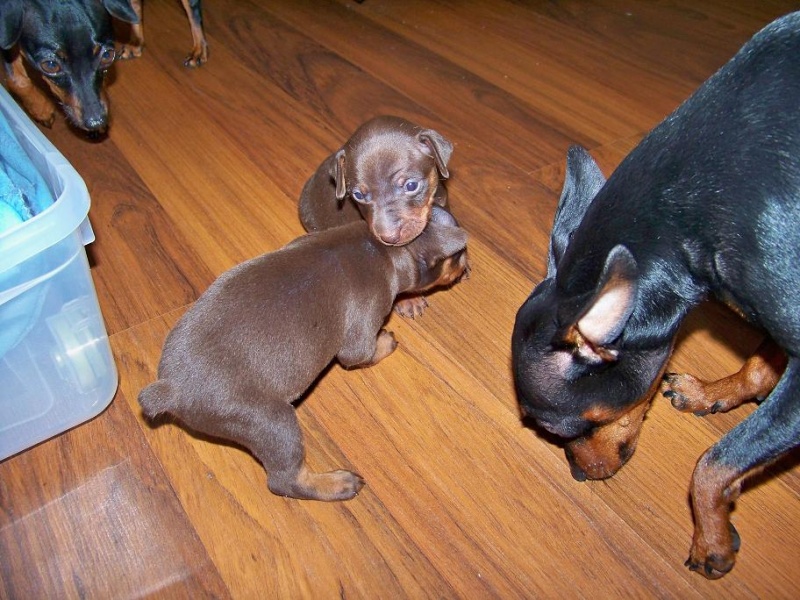 plein photo de mes petits  pinscher - Page 4 Roxy_029