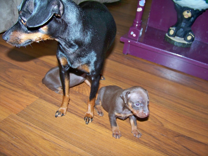 plein photo de mes petits  pinscher - Page 4 Roxy_032