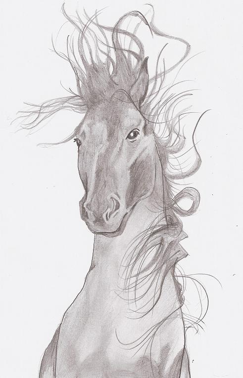 Portrait cheval Frison10