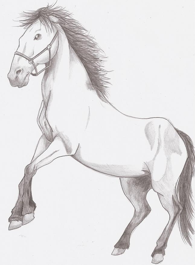 Dessins chevaux Horse10