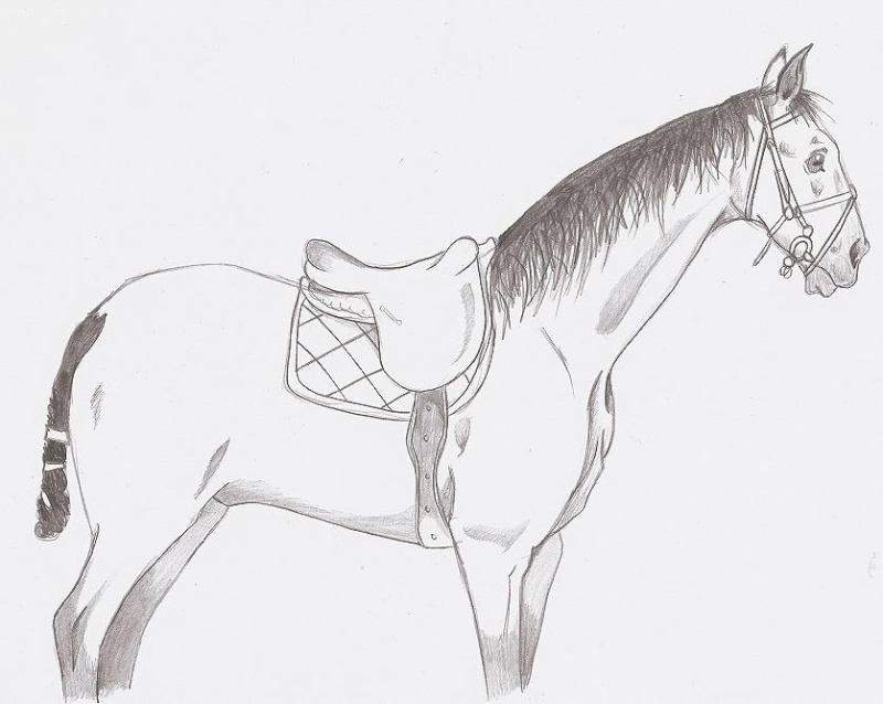 Dessins chevaux Horse211