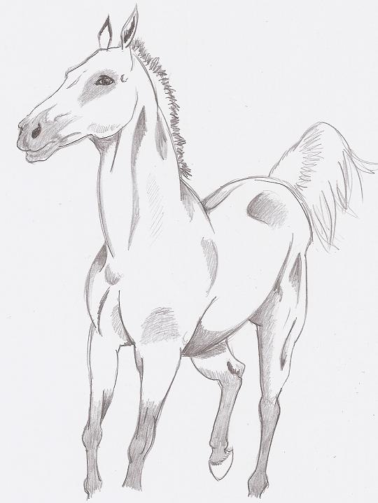 Dessins chevaux Horse310