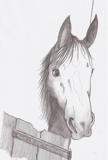 Portrait cheval Sans_t11