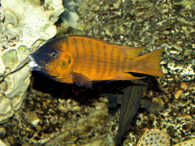Fotos de hembra de Petrochromis sp.red Bulu Point con crías P4112314