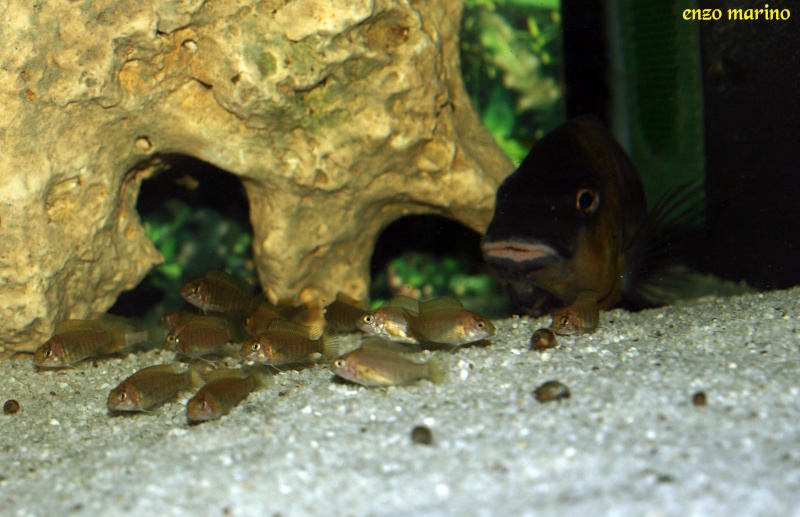 Fotos de hembra de Petrochromis sp.red Bulu Point con crías P9225012