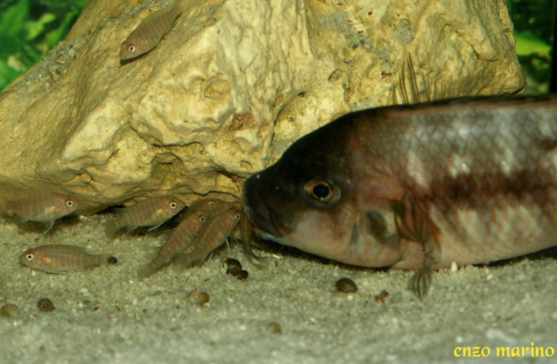 Fotos de hembra de Petrochromis sp.red Bulu Point con crías P9255115