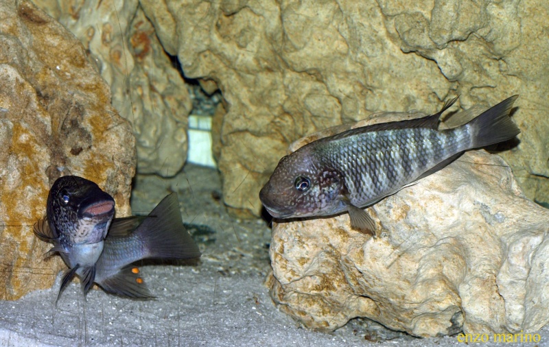 Fotos de Petrochromis sp. texas Bulu Point Pb015612