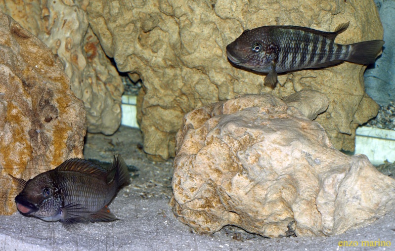 Fotos de Petrochromis sp. texas Bulu Point Pb015613