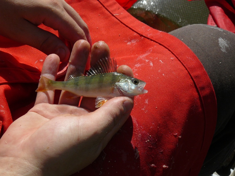 mes differentes peche et ses poissons Peche_10