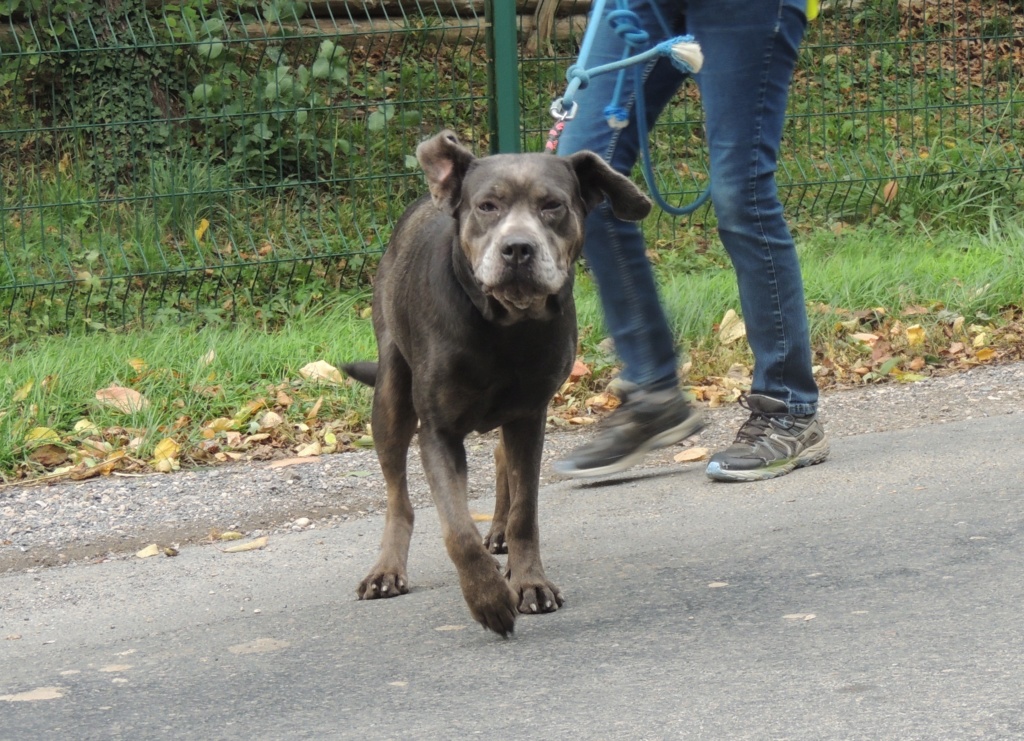 ABISSE X Cané Corso  adoptée en octobre 2019. Abisse12