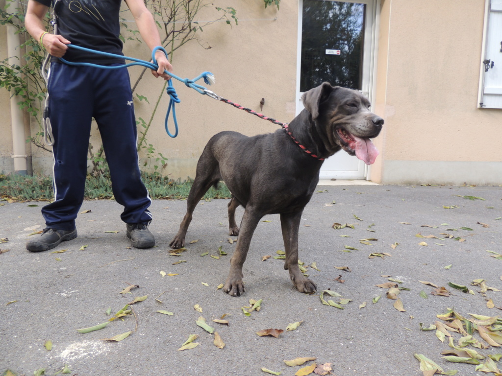 ABISSE X Cané Corso  adoptée en octobre 2019. Abisse13