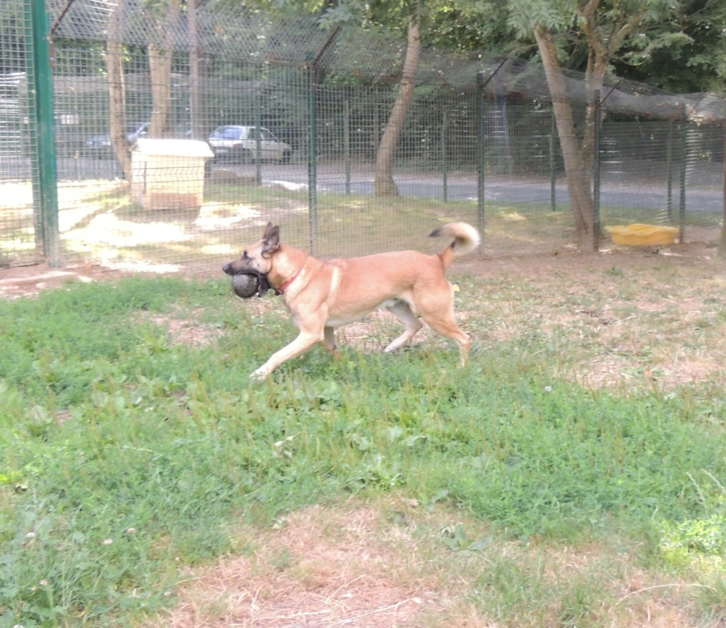 NEMO Magnifique X malinois mars 2018 - Page 3 Dscn1134