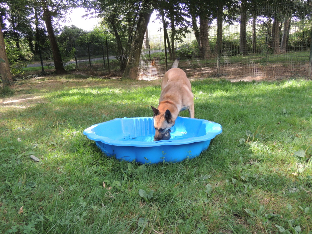 NEMO Magnifique X malinois mars 2018 - Page 3 Dscn1135